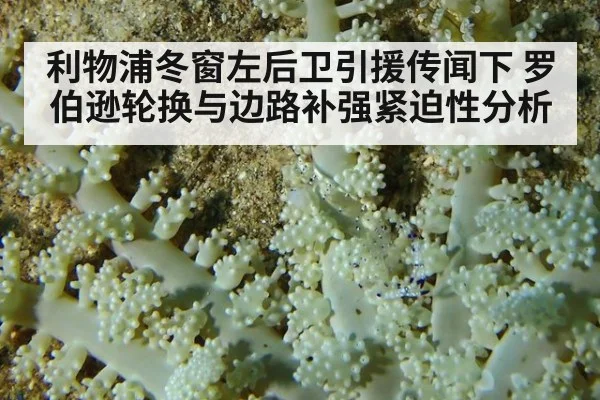 利物浦冬窗左后卫引援传闻下 罗伯逊轮换与边路补强紧迫性分析 - OUBAO SPORTS